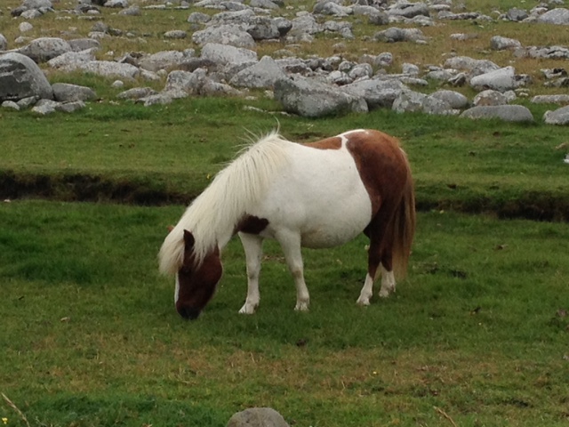 C:\Users\Virginia Rundle\Pictures\Shetland Photos\Shetland Pony.JPG